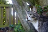 "Forbes did give me a big cuddle so I’m hopeful that he remembered us.
