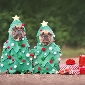Christmas should be a happy time for both humans and their beloved four-legged friends.