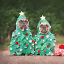 Christmas should be a happy time for both humans and their beloved four-legged friends.
