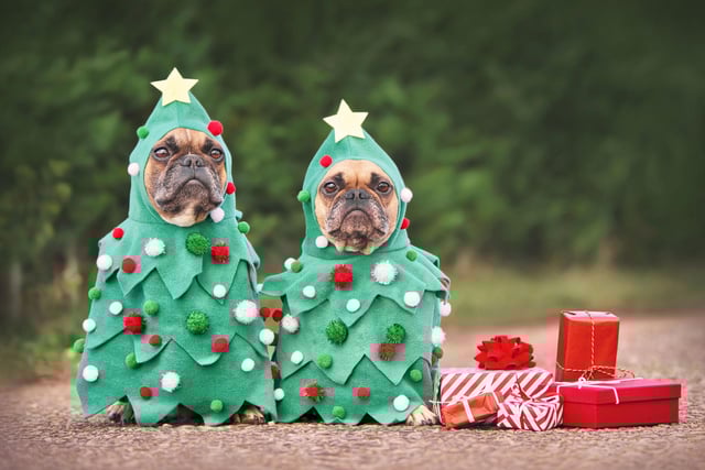 Christmas should be a happy time for both humans and their beloved four-legged friends.