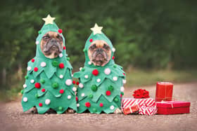 Christmas should be a happy time for both humans and their beloved four-legged friends.