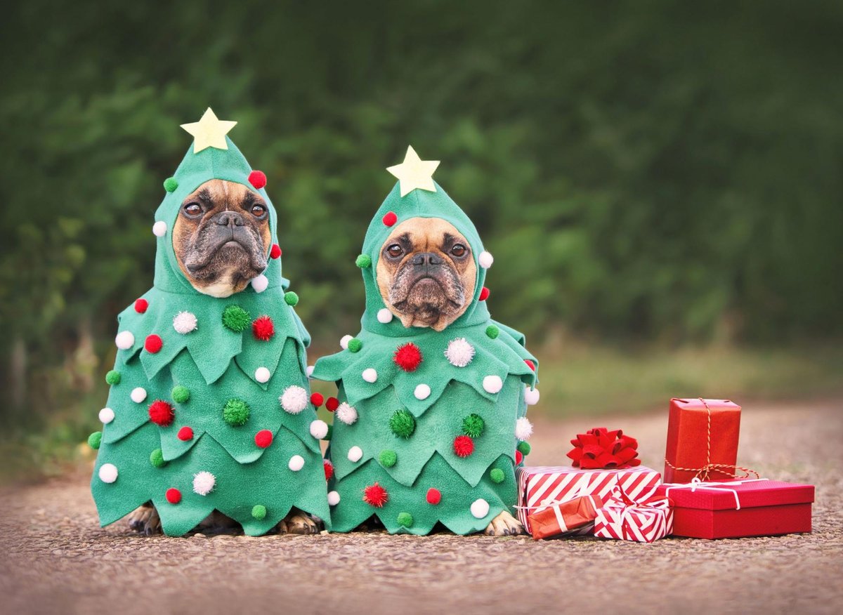 Christmas Dogs Pictures