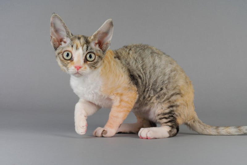 The Devon Rex has a super cute, small face which can make owners melt. They are highly social cats that don't cope very well when left alone for too long.