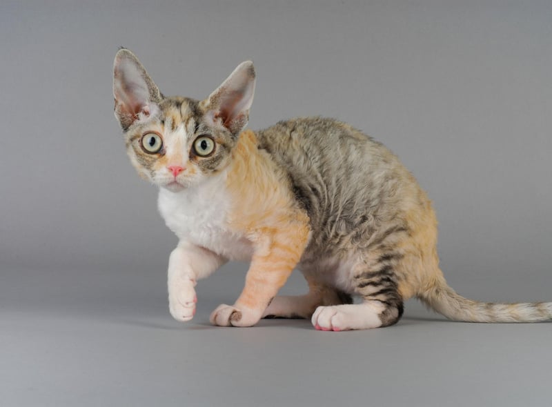 The Devon Rex has a super cute, small face which can make owners melt. They are highly social cats that don't cope very well when left alone for too long.