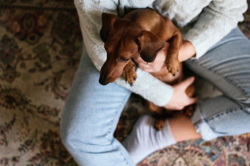 If you have a Dachshund you'll be in no doubt that you are their favourite person in the world. They'll happily spend hours asleep on your lap or on their back enjoying an extended tummy tickle.