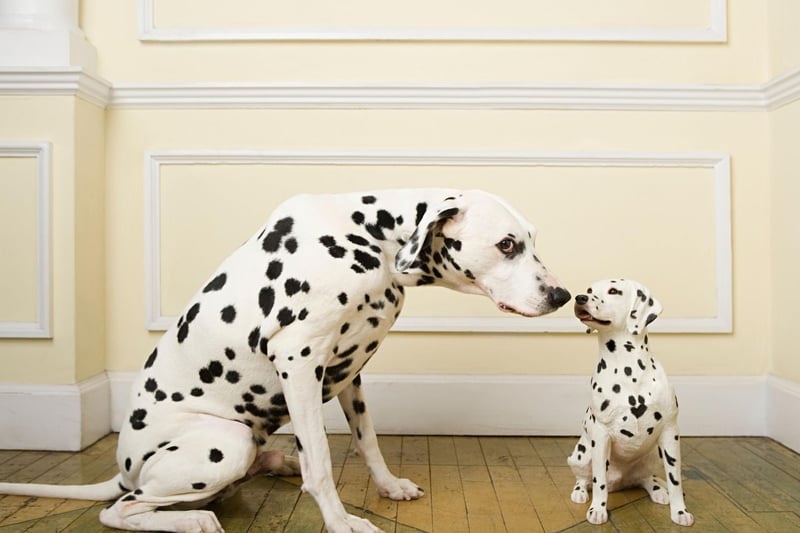 The instantly-recognisable spotty Dalmation was originally used as a hunting dog and carriage dog, protecting passengers from highwaymen. There were 1,126 Dalmations registered with the Kennel Club last year.