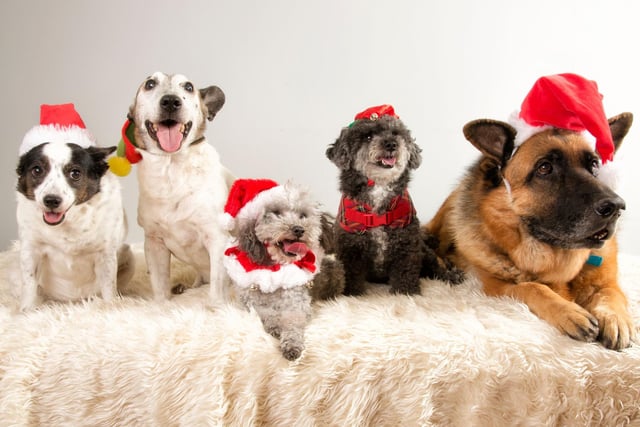 Dog Christmas Advice: Here are 10 expert tips to make sure your ...