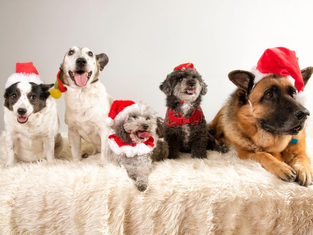 Although most real Christmas trees are non-toxic to dogs, dropped needles can cause stomach upsets if eaten or can get stuck in paws so make sure as many as possible are picked up. It’s not just the needles to be aware of; your dog might get confused by having a ‘tree’ in their home and could try to chew it or even urinate on it if they are used to doing this on trees outside. If you are concerned about your dog toileting on the tree avoid leaving them unsupervised. If your pooch does urinate encourage them outside to finish any business, before cleaning the area thoroughly to minimise the risk of a repeat incident! Remember, dogs learn by positive association so avoid telling your dog off as this won’t help them learn, and may cause future anxieties and behavioural problems.