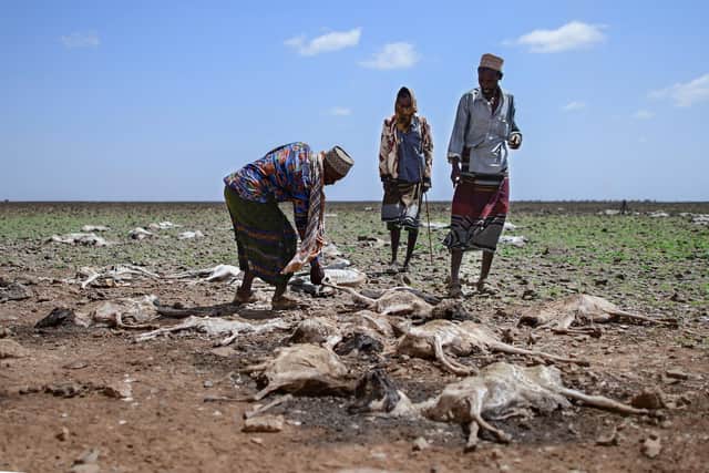 Pastoralists from the Gabra community walk among carcasses of dead sheep and goats in Marsabit county, Kenya, earlier this year after a devastating drought (Picture: Tony Karumba/AFP via Getty Images)