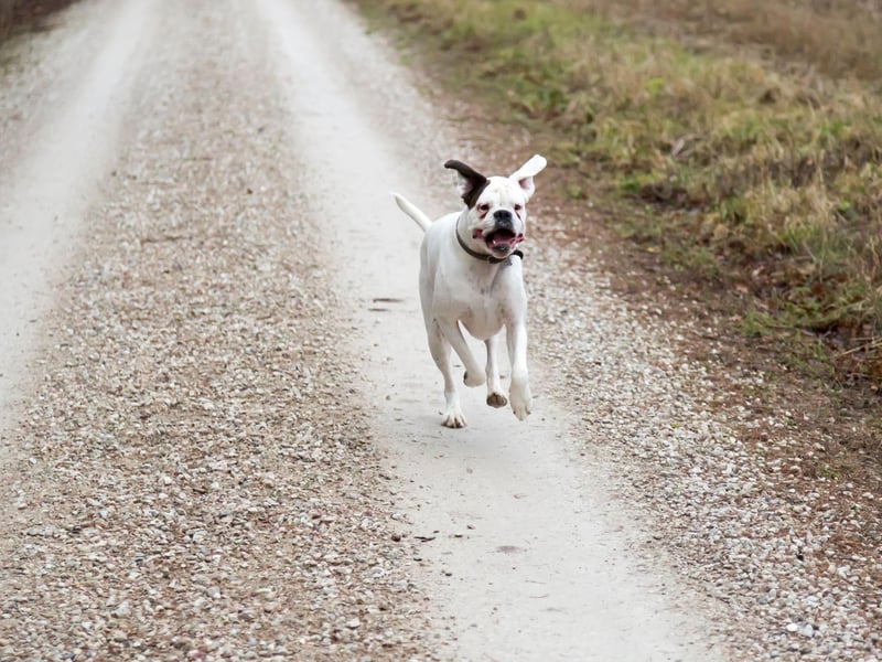 Boxers love to run, but caution should be exercised in the summer months. These dogs do need regular breaks in hot weather and plenty of water. Scheduling runs for first thing in the morning or last thing at night when it is cooler is the safest policy.