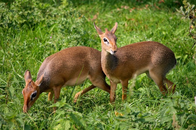 Dik-diks are tiny, adorable antelopes native to the grasslands of eastern and southern Africa and can be visited at Yorkshire Wildlife Park.