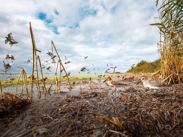 Wildlife Photographer of the Year is developed and produced by the Natural History Museum, London. A theatre of birds' by Mateusz Piesiak, winner of the Rising Star Portfolio Award category at the Wildlife Photographer of the Year competition. An exhibition of the top images submitted to the competition opens at the Natural History Museum in London on October 14, before going on a UK and international tour.