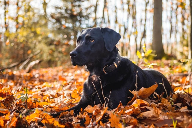 The Labrador Retriever may be the UK's most popular dog breed, but it only just squeezes into the top five most pampered pooches - with a £1,371.48 average annual spend.