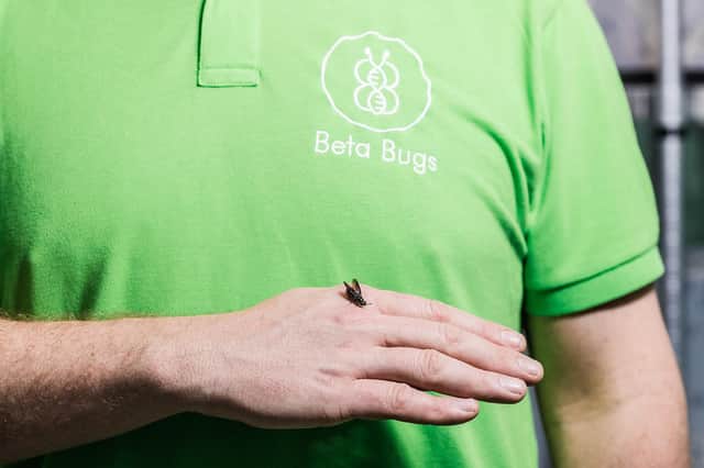 Beta Bugs develops and distributes insect breeds as a source of protein for animal feed. Picture: Rachel Hein Photography