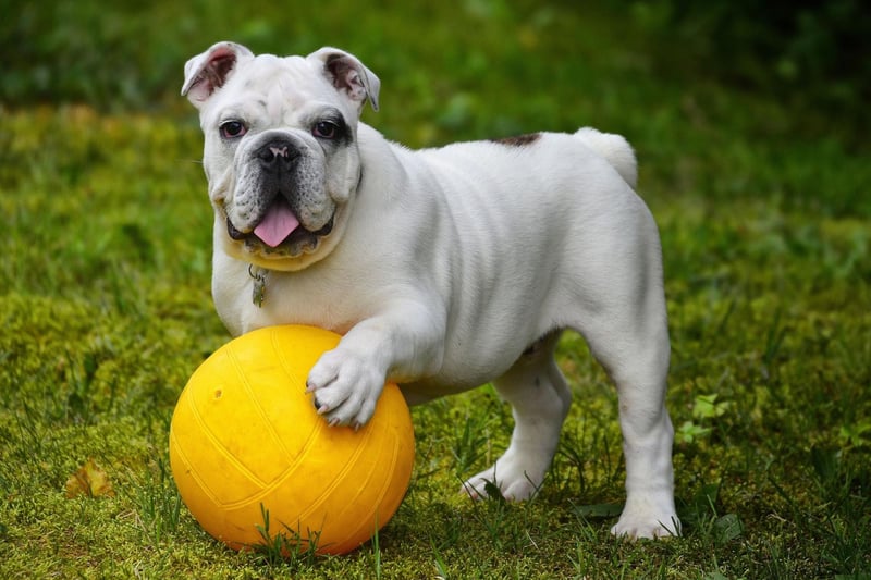 Some Bulldogs can actually be fairly well behaved and respond to commands well. If you don't get their training right early in life though they can be incredibly stubborn and show their owner little in the way of respect.