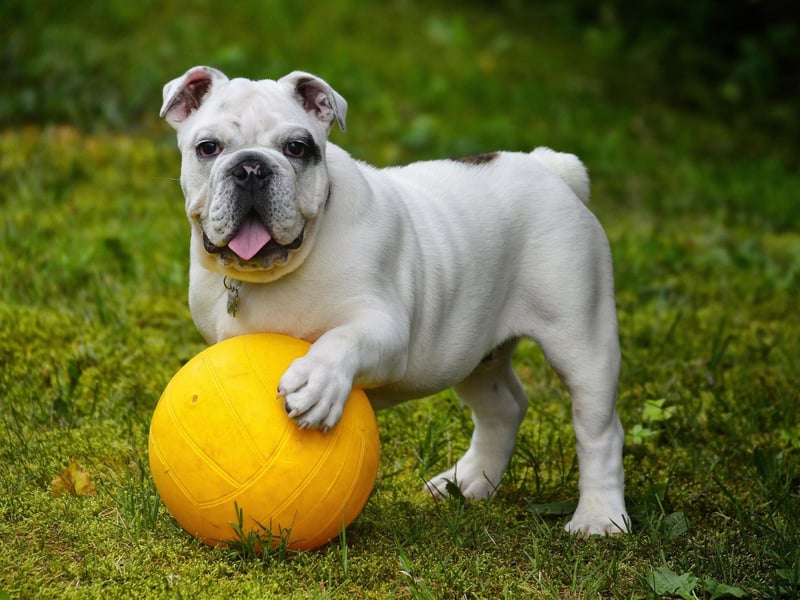 Some Bulldogs can actually be fairly well behaved and respond to commands well. If you don't get their training right early in life though they can be incredibly stubborn and show their owner little in the way of respect.