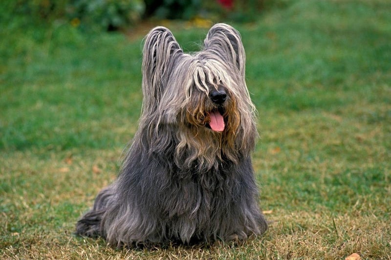 The Skye Terrier breed found fame with Greayfriar's Bobby, the wee Edinburgh dog who refused to leave his master's grave. Despite this, they are the dog second most at risk of extinction, with just 36 registered in 2020 after a slight resurgence in the previous two years.