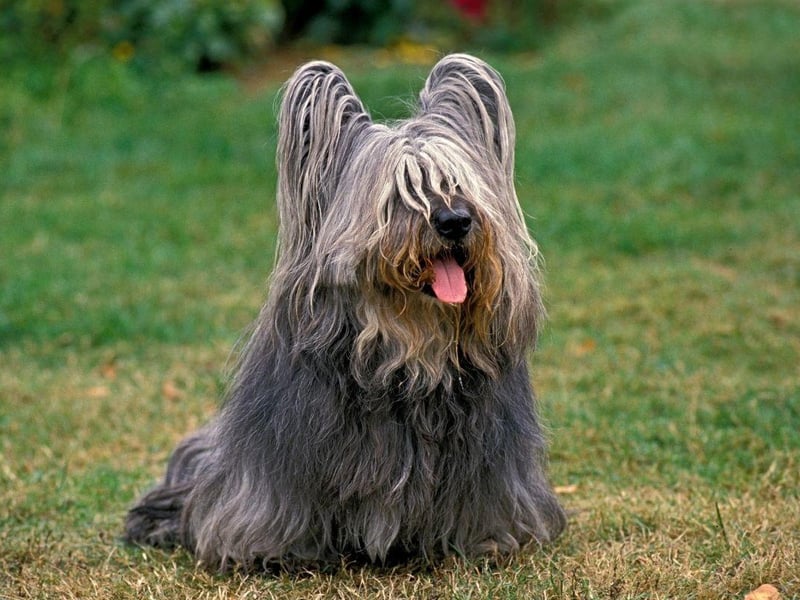 The Skye Terrier breed found fame with Greayfriar's Bobby, the wee Edinburgh dog who refused to leave his master's grave. Despite this, they are the dog second most at risk of extinction, with just 36 registered in 2020 after a slight resurgence in the previous two years.