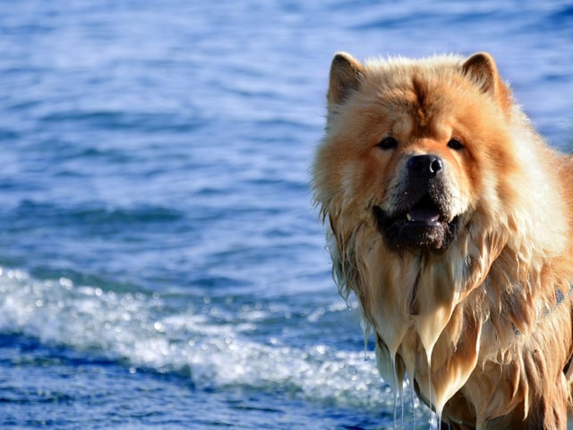 One Chinese emperor during the Tang dynasty loved Chow Chows so much that he had over 5,000. He also had over 10,000 men employed to look after the dogs and hunt with them.