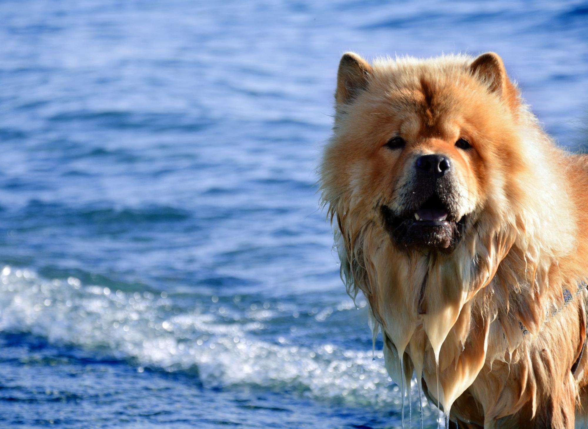 Royal deals chow chows