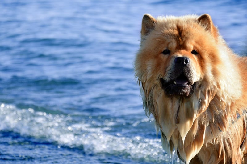 One Chinese emperor during the Tang dynasty loved Chow Chows so much that he had over 5,000. He also had over 10,000 men employed to look after the dogs and hunt with them.
