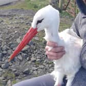 Stanley the stork was found safe and well on Monday.
