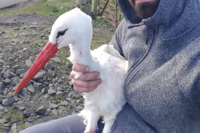 Stanley the stork was found safe and well on Monday.