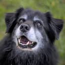 Some dogs are more likley to reach a ripe old age than others.