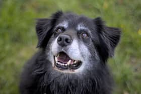 Some dogs are more likley to reach a ripe old age than others.
