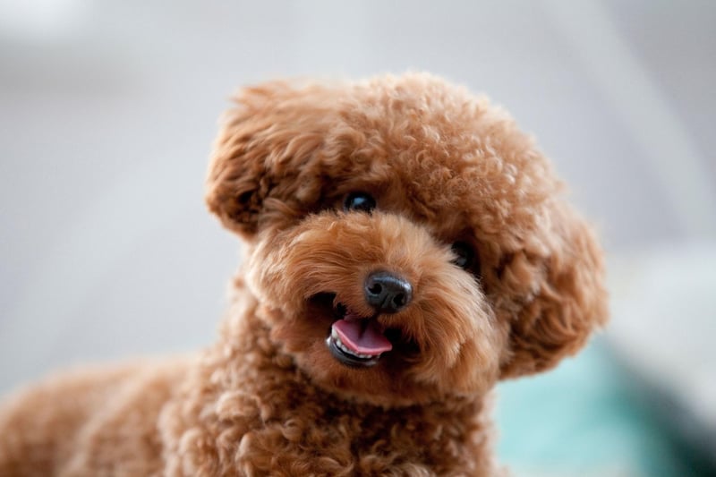 All three sizes of poodle - Standard, Miniature and Toy - tend to stay in good health, with lifespans of up to 18 years, and joint and eye issues only tending to affect older dogs.