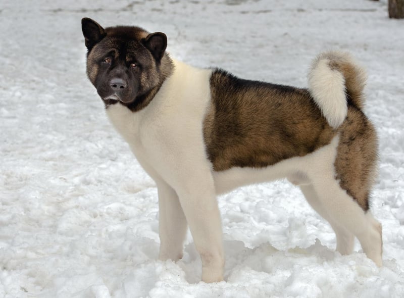 The Akita was originally used to hunt animals in the frozen forests of their native Japan, so feel at home in the cold. They also make great guard dogs, although are not particularly suitable for families with young children due to their occasionally intolerant nature.