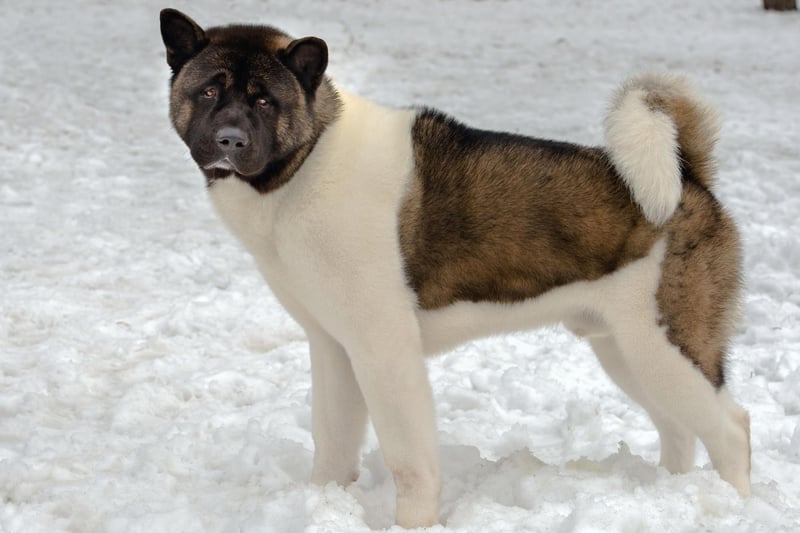 The Akita was originally used to hunt animals in the frozen forests of their native Japan, so feel at home in the cold. They also make great guard dogs, although are not particularly suitable for families with young children due to their occasionally intolerant nature.
