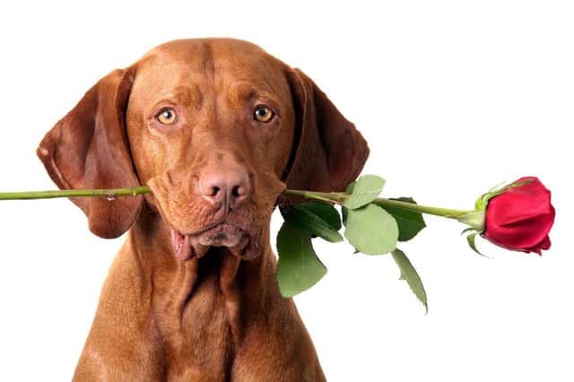 Roses are safe for dogs - just make sure you remove the thorns.