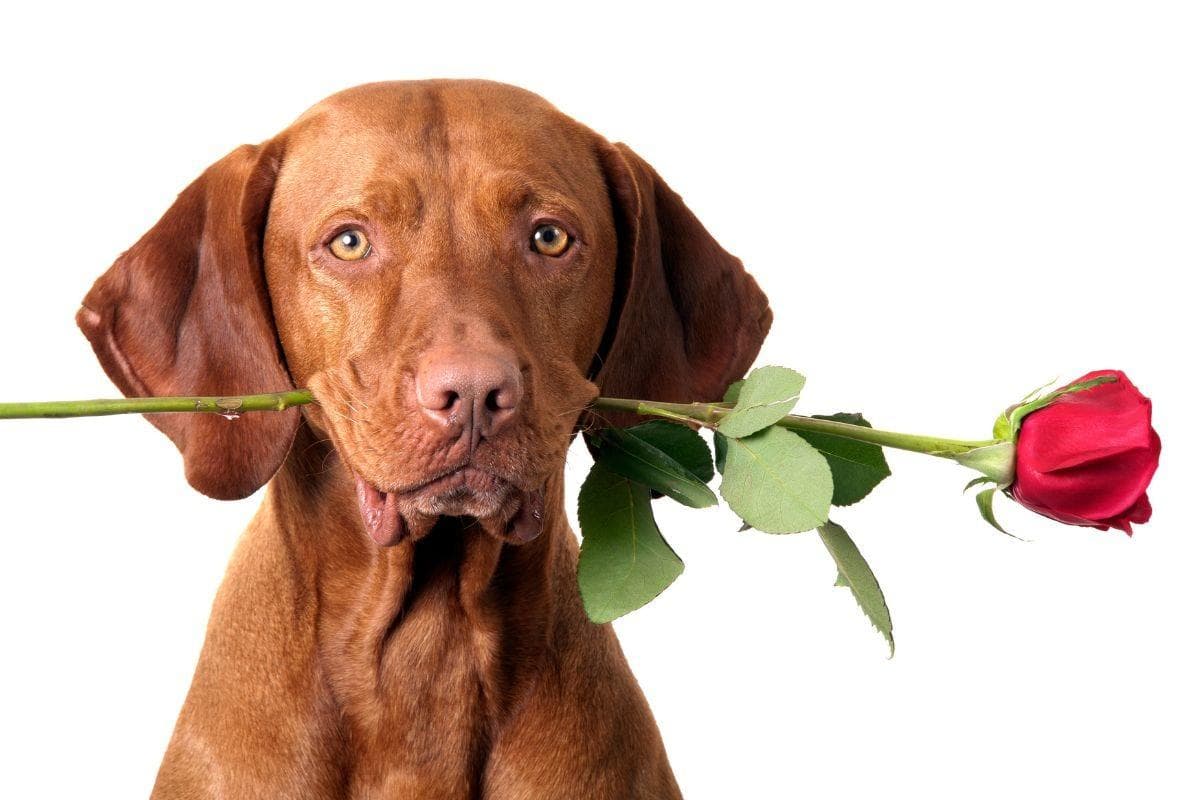 Dog-Friendly Flowers: Here are 10 blooms you can give this Valentine's Day  without risking your adorable dog's health - and what to avoid 🐶 | The  Scotsman