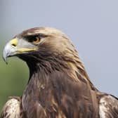 A golden eagle was illegally killed in October 2023