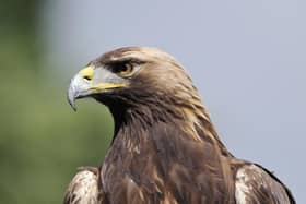 A golden eagle was illegally killed in October 2023
