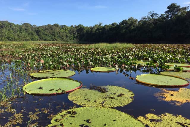 Water lilies in the ponds surrounding Rewa Eco Lodge in Guyana which is run by members of the indigenous Makushi community. Committed to safeguarding their ancestral land, the owners live a low-carbon lifestyle and are dedicated to preserving the abundant wildlife.