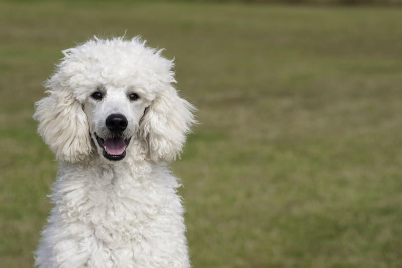 Poodles - Standard, Miniature, or Toy - have every attribute needed to make a great companion dog. They are hugely intelligent and loving, easy to train, only need walked once a day, and only need groomed once a month.