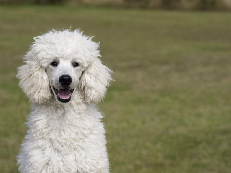 Poodles - Standard, Miniature, or Toy - have every attribute needed to make a great companion dog. They are hugely intelligent and loving, easy to train, only need walked once a day, and only need groomed once a month.