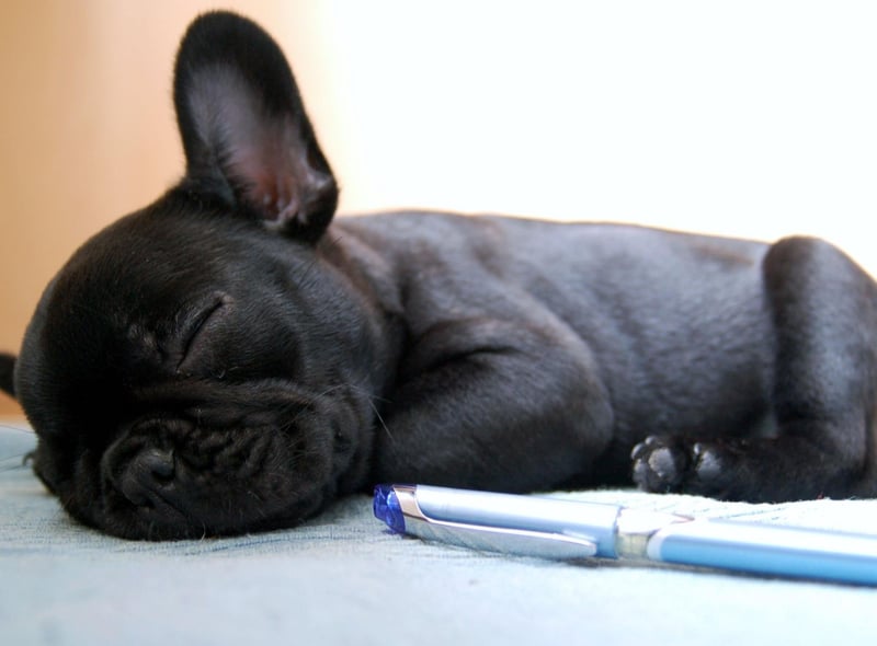 Another breed that needs little in the way of outdoor time, French Bulldogs are easy to groom, dedicated to their owners, and make wonderful companions.