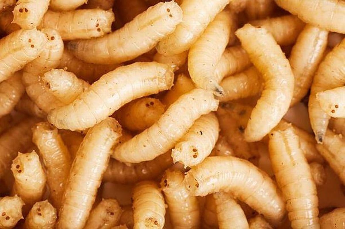 Highland school pupils left horrified as live maggots fall from ceiling onto their desks