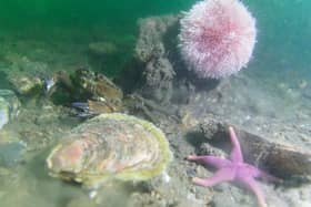 Oysters in the waters of the Forth (Pic: (Prof Bill Sanderson and Gurjameer Ramday)