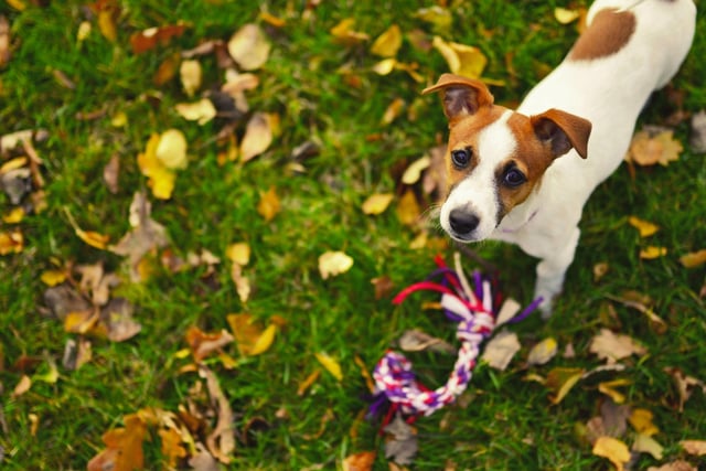 A small dog with apparently expensive tastes, the Jack Russell gets an average of £1,080.60 spent on them each year.