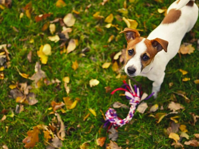 A small dog with apparently expensive tastes, the Jack Russell gets an average of £1,080.60 spent on them each year.
