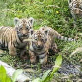 Three Amur tiger cubs explore their outside enclosure for the first time at Highland Wildlife Park near Kingussie (Picture: Jane Barlow/PA Wire)