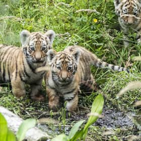 Three Amur tiger cubs explore their outside enclosure for the first time at Highland Wildlife Park near Kingussie (Picture: Jane Barlow/PA Wire)