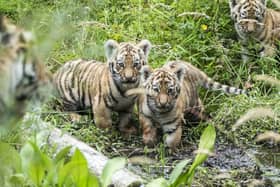 Three Amur tiger cubs explore their outside enclosure for the first time at Highland Wildlife Park near Kingussie (Picture: Jane Barlow/PA Wire)