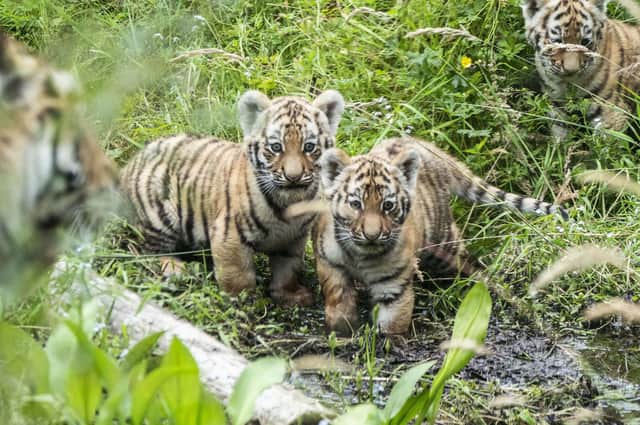 Three Amur tiger cubs explore their outside enclosure for the first time at Highland Wildlife Park near Kingussie (Picture: Jane Barlow/PA Wire)