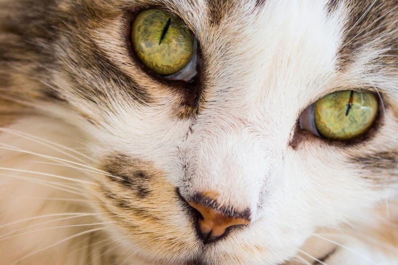 Perfect household cats, the Pixie-Bob breed have varying hair lengths but those with long hair are very fluffy!