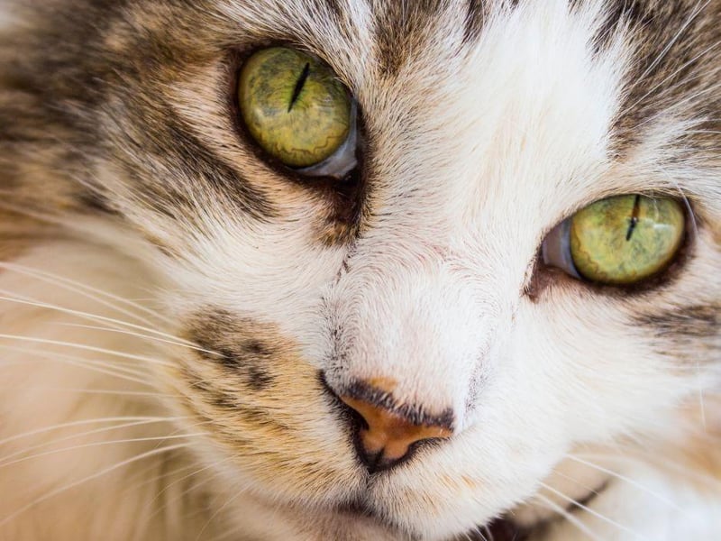 Perfect household cats, the Pixie-Bob breed have varying hair lengths but those with long hair are very fluffy!
